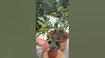 The easy way to grow fig trees from cuttings#satisfying #pruning #smartfarming#gardeningtips