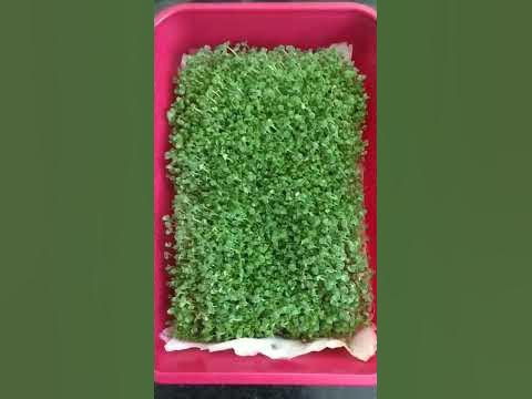 микрозелень чиа за пару минут - YouTube