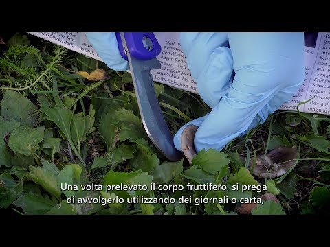 Video: Effetti E Trasferimento Attraverso La Barriera Emato-encefalica In Vitro: Confronto Tra Specie Di Mercurio Organiche E Inorganiche