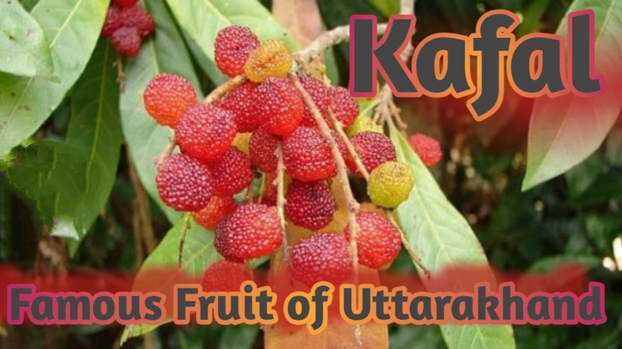 Kafal Famous fruit of Uttarakhand kafal pakko kafal story YouTube