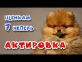 🐾 АКТИРОВКА ЩЕНКОВ. Что это такое? Щенкам Шпица 7 недель