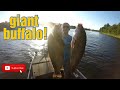 Bowfishing with the fear episode 5: big buff city