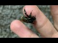 Bombus ardens to ride a hand (Tokyo, Japan) April 29, 2022