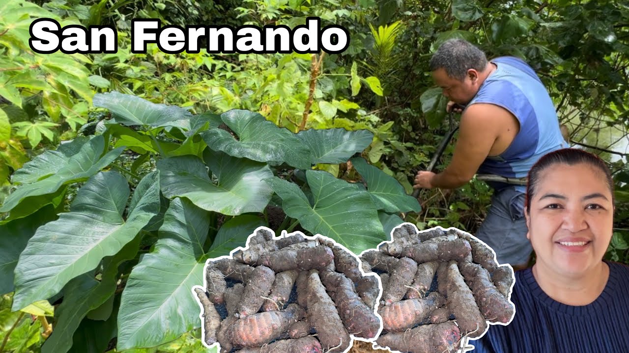 Nag harvest at Naghukay ng gabing San Fernando + Nagluto ng Pork Sinigang na may San Fernando