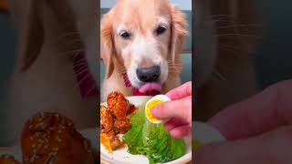 #puppy #pets #goldenretreivers #cute #yt #funny #dogs #animals #food