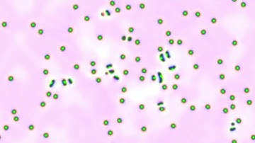 reaction diffusion experiment pr test 07 prs 061   orange green pods