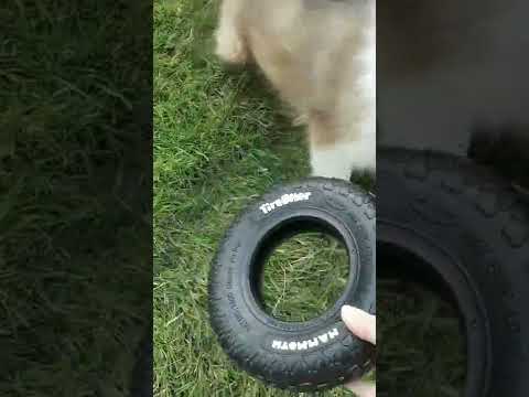 Video: Border Collie Vs. Shetlandin lammaskoirat