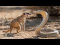Cobra Vs Mongoose Epic Battle Of Survival Love Nature Cobra Vs Mongoose Epic Battle Of Survival Love Nature