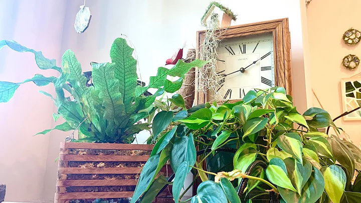 10 Ways I display my plants | Indoor plant decoration ideas (studio apartment!)