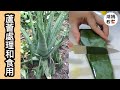 【蘆薈處理和食用】How to handle and eat Aloe 從田裡到嘴裡！(cc字幕）