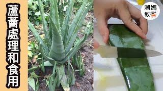 【蘆薈處理和食用】How to handle and eat Aloe 從田裡到嘴裡！(cc字幕）