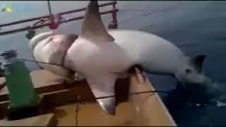 اcatching big fish recorded by camera