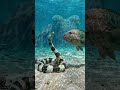 This Octopus Can Become Other Animals 😱| Octopus Shocking Facts 😨 🦑