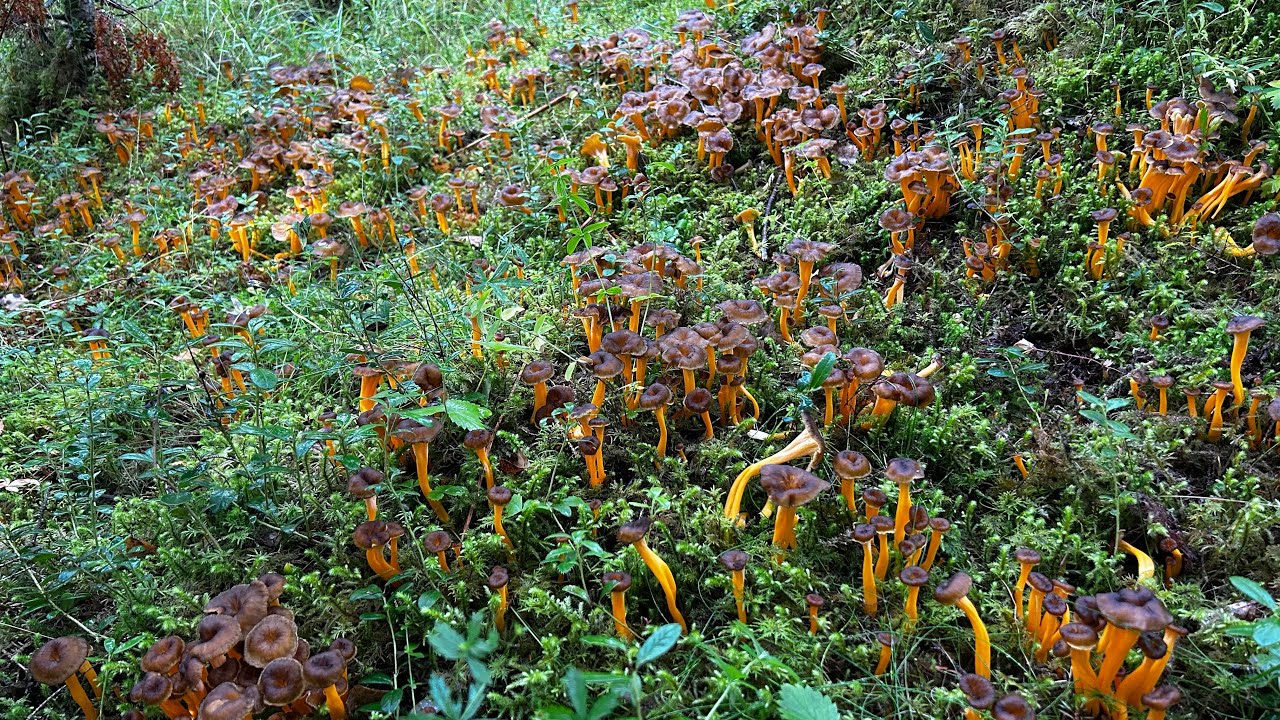 #77สุดท้ายก็ตามจนเจอเห็ดขาส้มทองออกเยอะมรกจุดนี้30.09.23