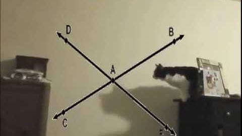 Cat calculates the perfect jump