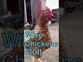 Why Chickens Molt #shorts