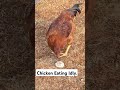 Chicken eating Idly. #funny  #chicken #backyardchickens #backyard #idly #viralvideo #viralshorts