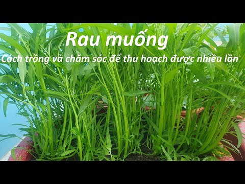 Video: Chậu Trồng Rau Muống: Bạn Có Thể Trồng Rau Muống Trong Thùng Được Không