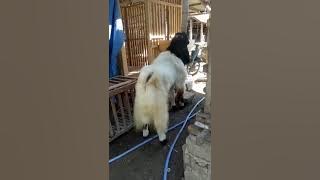 Kambing etawa legenda #BINTANG#