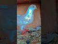 #birds #parrot #pets #funny #fact2fact #mirzafact #factvideo #the #bird #hindifact