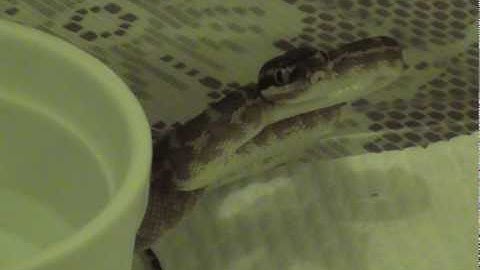 Rough Scaled Python Threat Display