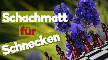 Welche Blumen werden von Schnecken nicht gefressen?