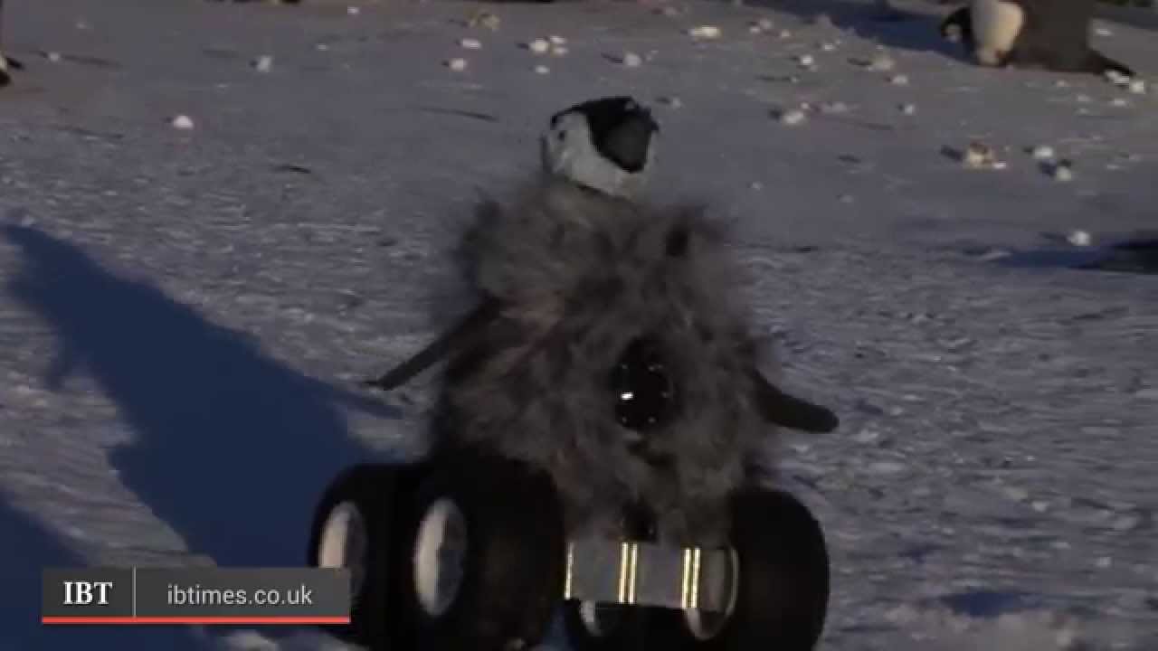 Situation dobbelt Rettsmedicin Cleverly Disguised Baby Penguin Robot Interacts With Emperor Penguin Colony  - YouTube