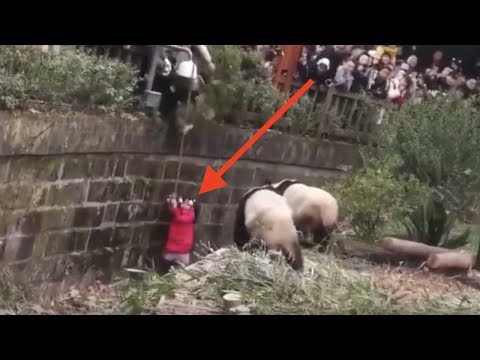 Wideo: Gdzie zabicie pandy jest karane śmiercią?