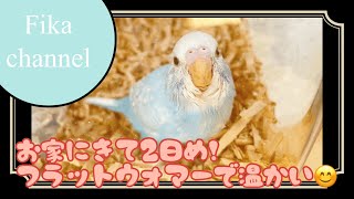 我が家に来て2日目の様子と飼育カゴの保温【セキセイインコのいる暮らし2】