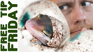 How to Incubate Eggs/ DIY Incubator [3 THINGS YOU MUST KNOW]