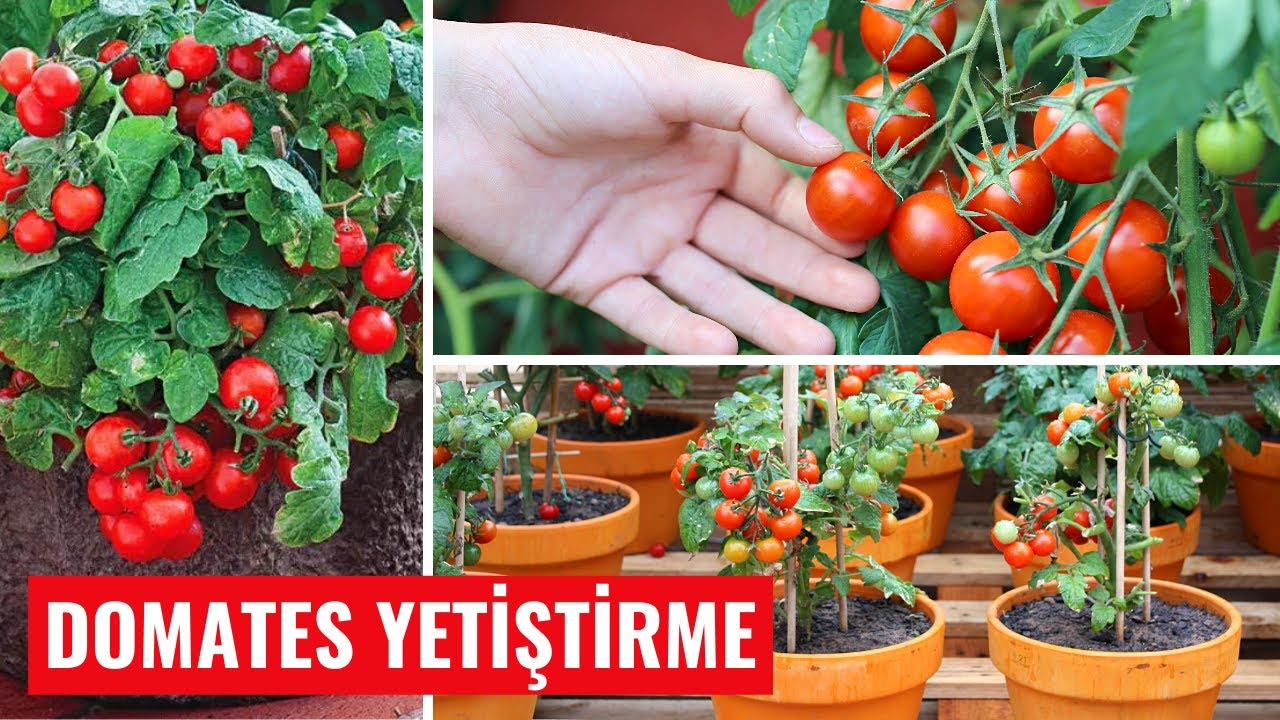 evde domates yetiştirme