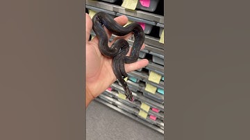 Darkening up but also keeping those white paradox blotches. Super unique looking Black Devil Motley