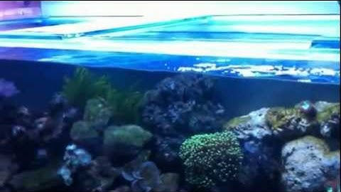 My New LED Lights and Wave Maker