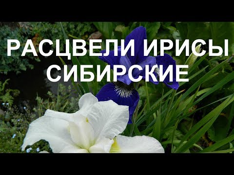 Видео: >> Ирис - полезни свойства и употреба на ирис, цвете и корен от ирис. Ирис сибирски, тигрови, джудже, безлистни