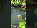 amazing fishing with river #catchfish #shortvideo #rularfishing #bigfish #catchingfish
