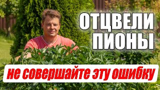 картинка: Не совершайте эту ошибку при уходе за пионами после цветения
