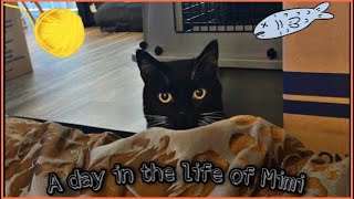 A day in the life of my cat