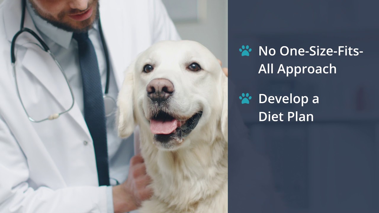 Pet Nutrition YouTube