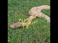 Give us a follow on Instagram and Facebook at Champion Pythons #ballpythons #reptilebreeder #snakes
