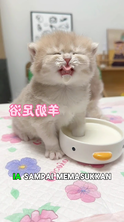 Beginilah reaksi kedua anak Kucing saat diberi minum susu #shorts #catlovers #kucing #kucinglucu