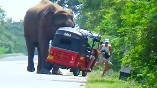 Elephant Rampage Sends Tourists Fleeing In The Forest - Shocking Footage!