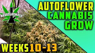 HOW ARE AUTOFLOWERS GETTING THIS BIG?!?! FLOWERING | HARVEST | WEEKS 10-13