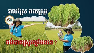  ចង់ឲ្យដំណាំស្រូវបានផលច្រើនមែនទេ សូមស្តាប់ទាំងអស់គ្នា 