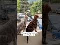 Nosey Cats ЁЯШДЁЯШШЁЯШЙ Bengalcat Bengals Nosey Cats ЁЯШДЁЯШШЁЯШЙ Bengalcat Bengals
