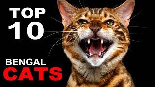 TOP 10 BENGAL CATS BREEDS by I Heart Cats 20,423 views 6 years ago 3 minutes, 27 seconds