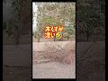 【剪定】歩道に越境した支障枝の剪定。