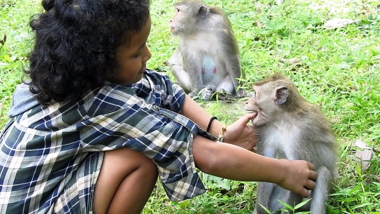 Awesome Girl Playing With Wild Monkey She is a best friend of Monkeys