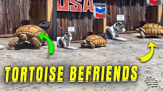 Tortoise Attempts to Befriend a Dog Then Says “Hello” to POV
