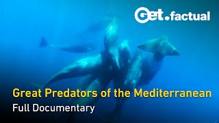 Ocean Stories: The Giant and the Phantom - Predators of the Mediterranean - Full Ocean Documentary