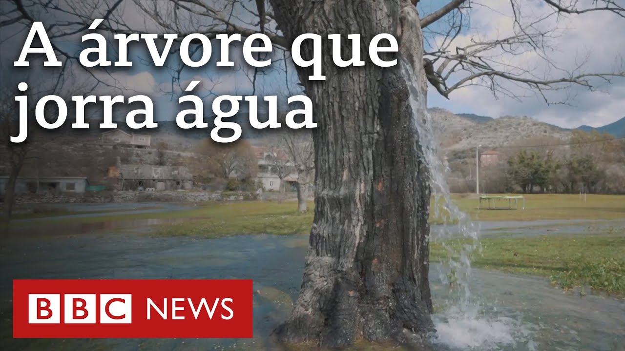 A amoreira que vira fonte de água todo ano em Montenegro